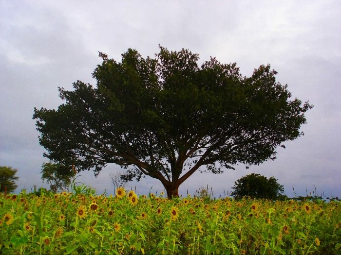 Nilgiri Range Coonoor for newlyweds to enjoy some peaceful moments