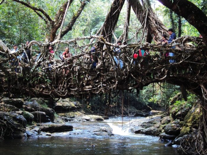Root bridges Shillong for a perfect romantic hideout