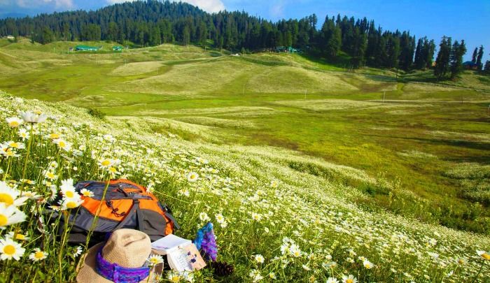 Gulmarg blessed with the blossoming wild flower laden landscapes