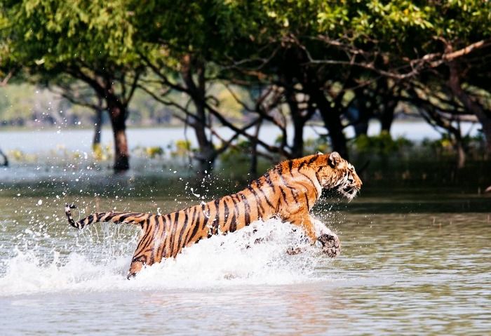 Famous Royal Bengal Tiger at Sundarban National Park