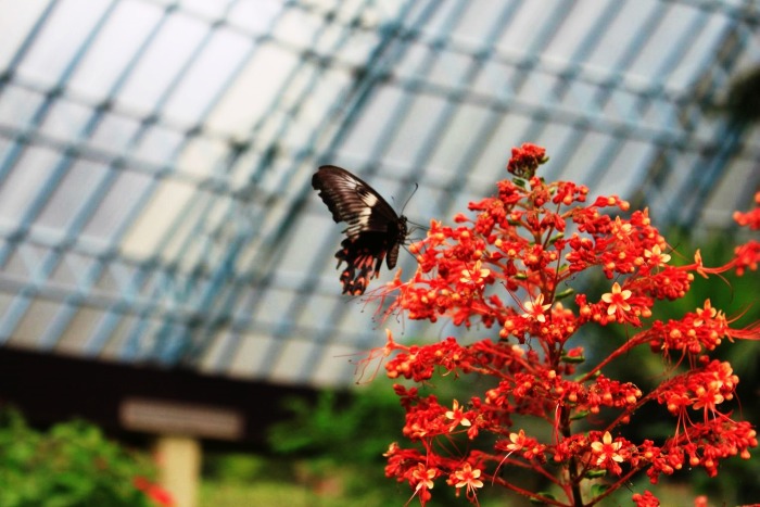 Visit a butterfly park in Bannerghatta Biological Park, Karnataka
