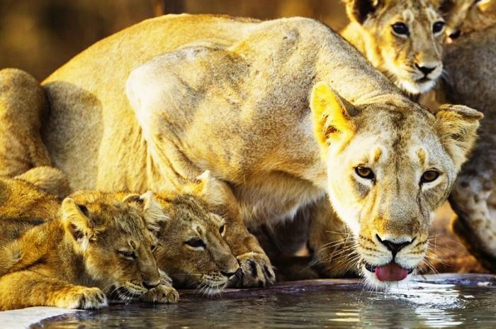 Asiatic lions at The Gir National forest in Gujarat
