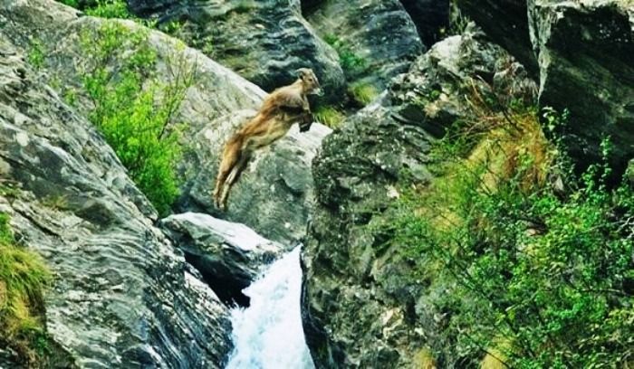 Amazing wildlife at The Great Himalayan National Park, Himachal Pradesh
