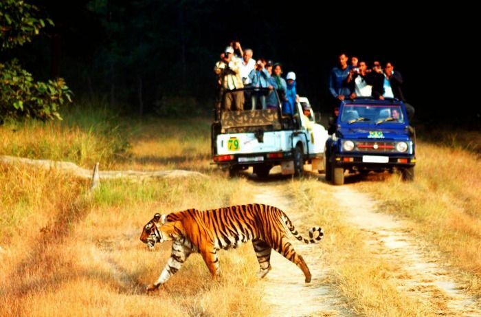 Capture wildlife on jeep safari at Jim Corbett National Park, Uttarakhand