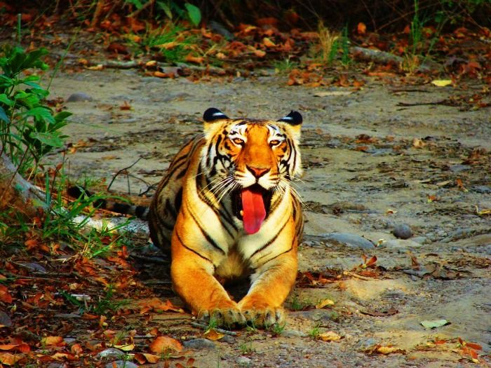 Spot a relaxing Tiger at Periyar National Park, Kerala