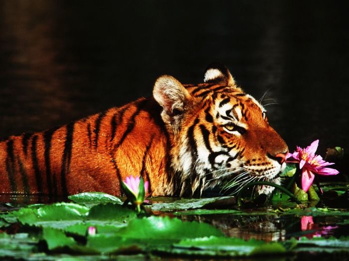 The Royal Bengal Tiger at Sunderbans National Park, West Bengal