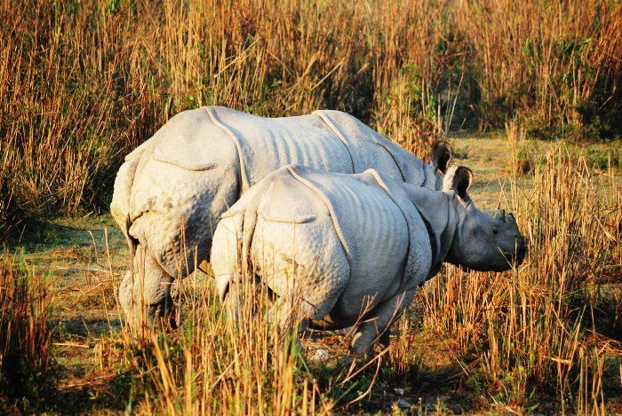 Dibru Saikhowa National Park in Assam