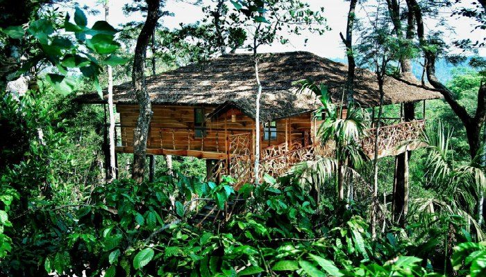 Thistreehouse is perched on a single tree located just next to Periyar Wildlife Park