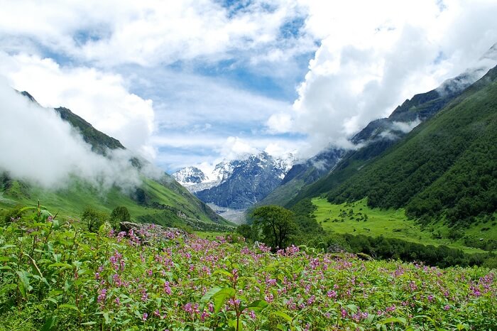 Flowers looking beautiful on a misty morning at the valley of flowers
