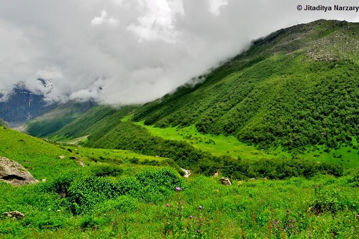 The lush green valley of the Valley of Flowers