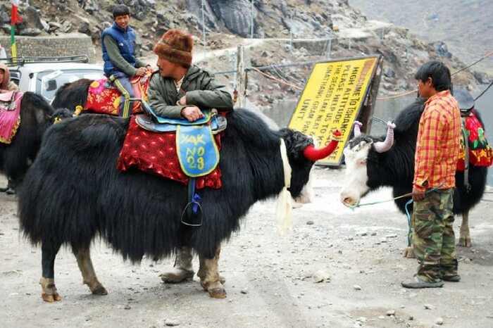 Yaks in Manali