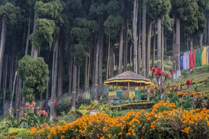 Lamahatta- Kalimpong