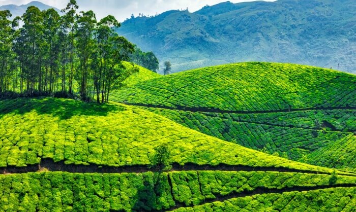 19 Most Amazing Places To Visit In Kerala In December