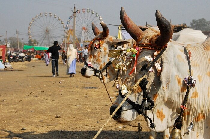 A snap from the Chandrabhaga Cattle Fair in Rajasthan