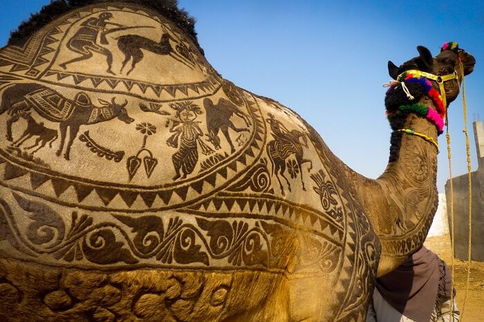 A shaved camel with beautiful designs on display during the Nagaur Fair in Rajasthan