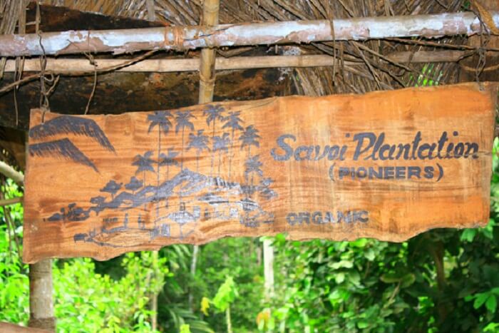 The famous savoi plantations of Goa