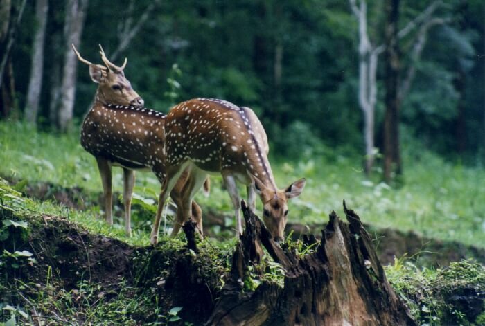 indulge with the wild of Bhagwan Mahavir Wildlife Sanctuary