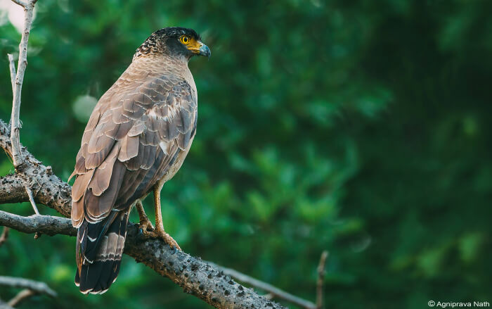 go bird watching at Dr. Salim Ali Bird Sanctuary