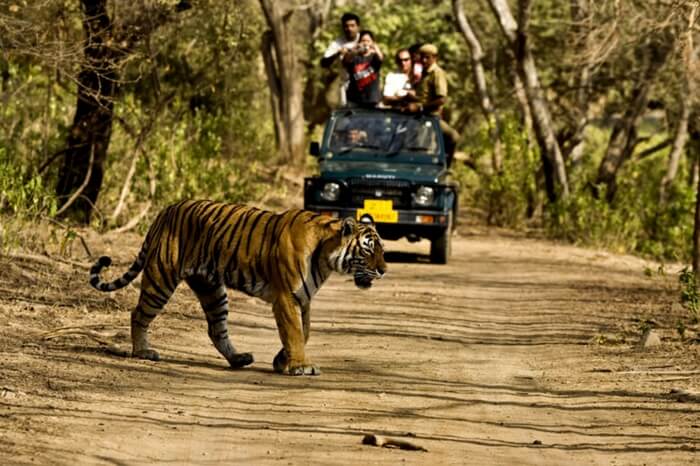 A tiger spotted in Jim Corbett National Park
