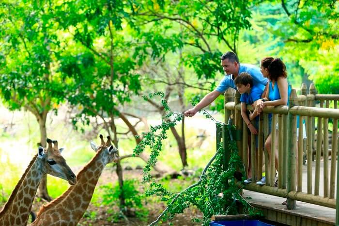 Giraffefeeding in Casela Nature park