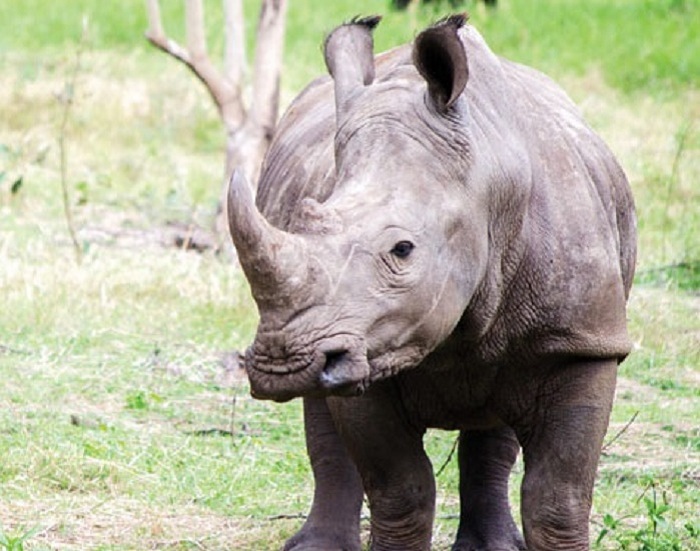 Interactionwith Rhinos at Casela Nature Park