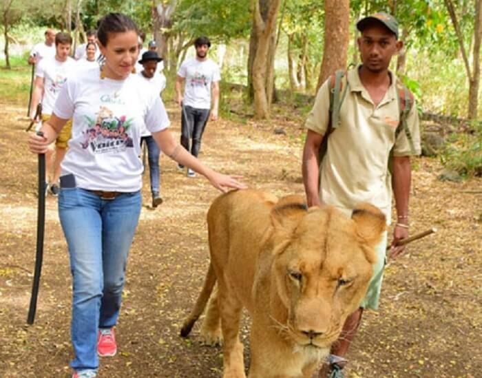 Walkwith the lions at Casela nature park