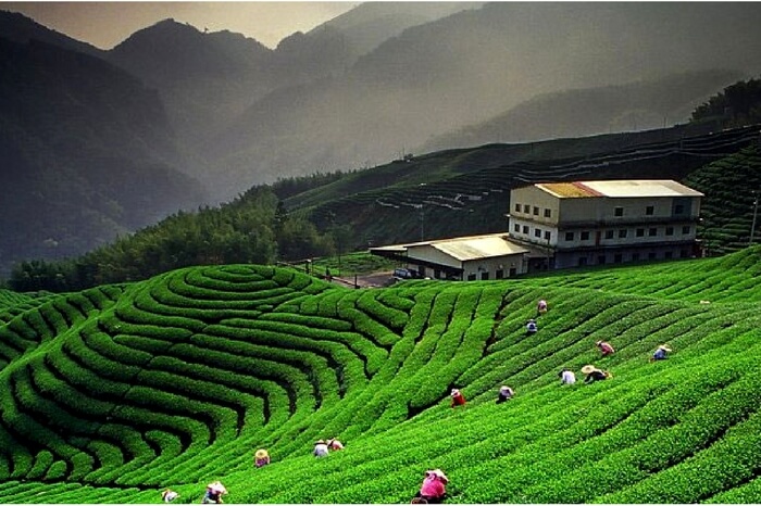 Workers in lush green valley in kausani
