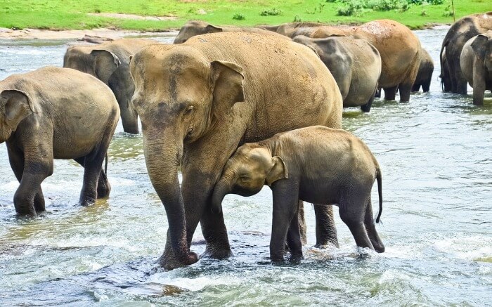 Groupof elephants crossing a stream in Pinnawala Elephant Orphanage