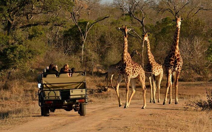 Resultado de imagem para Kruger National Park