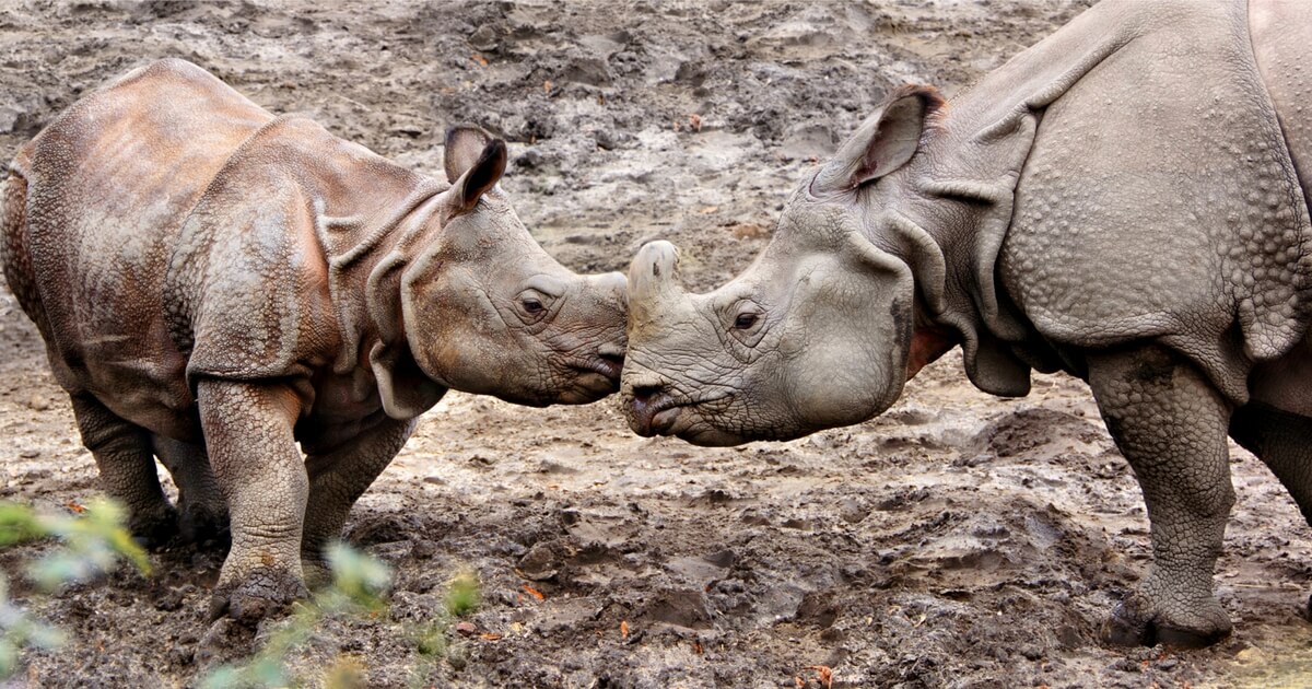 Kaziranga National Park In Assam Is The Largest Home Of Rhinos