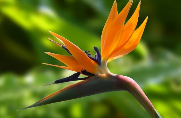 Beautiful Flowers