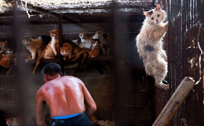 The cat eating festival must be banned