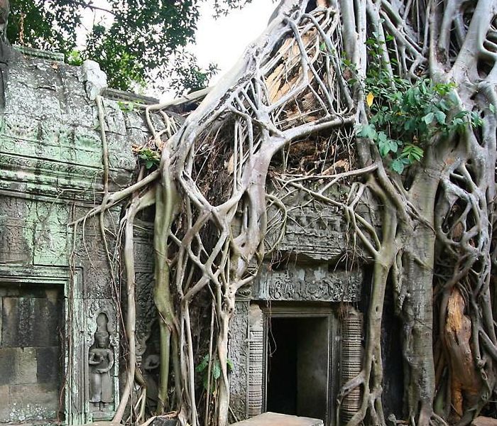 The World Heritage Angkor Wat Temple bound by massive roots of huge tree, Combodia