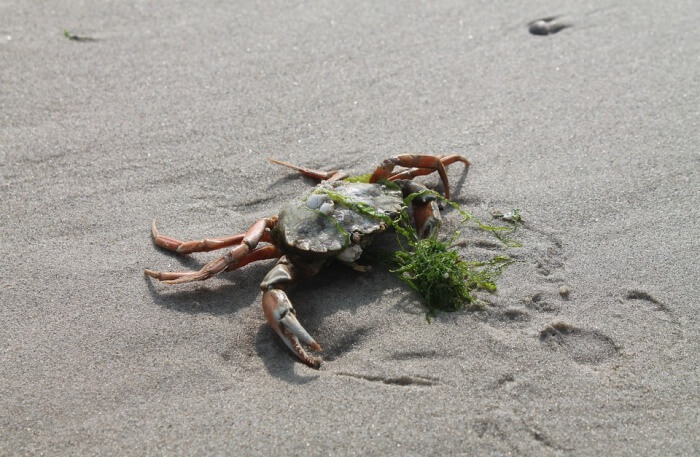 Crab View