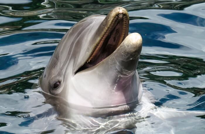 dolphin view