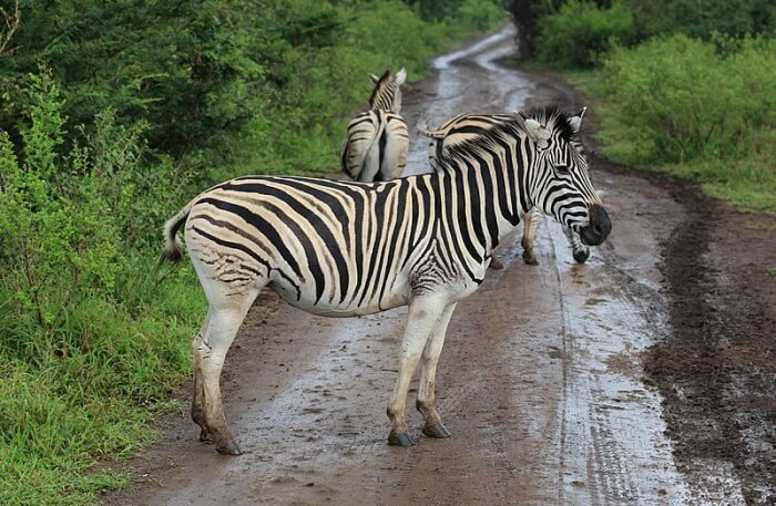 Zebra View