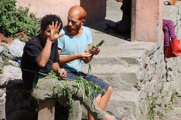 Israelis travelers rubbing up fresh hash