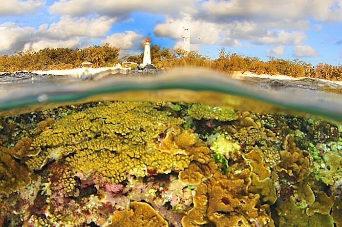 Lady Elliot Island