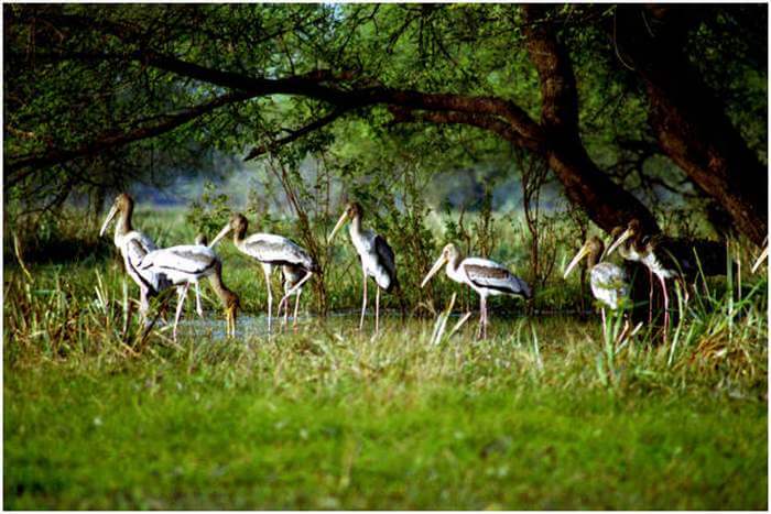 Beautiful birds goofing around in Mangalawanam Bird Sanctuary in Cochin
