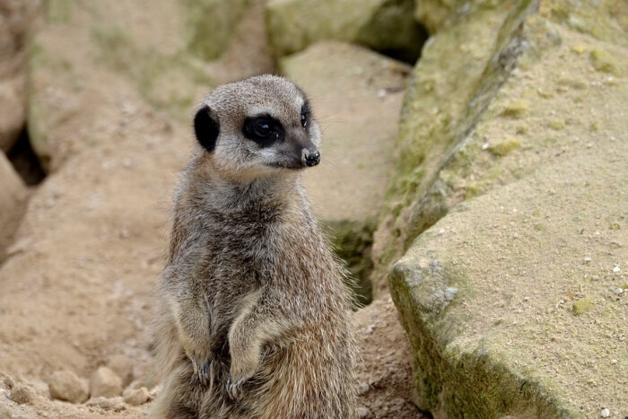 Fur Meerkat Wildlife Wild Nature Alert Animal
