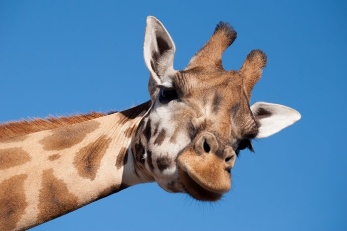Oradea Zoo
