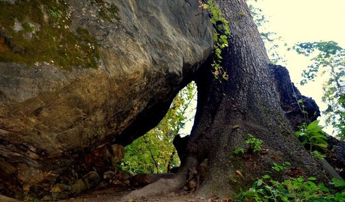 The rock holding the tree has made the way for the trekkers
