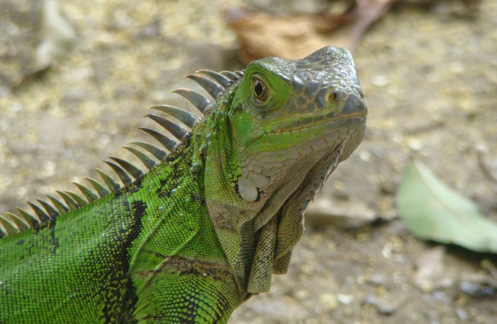 Reptile View