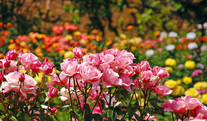 Colourful roses at the Rose Garden near Munnar