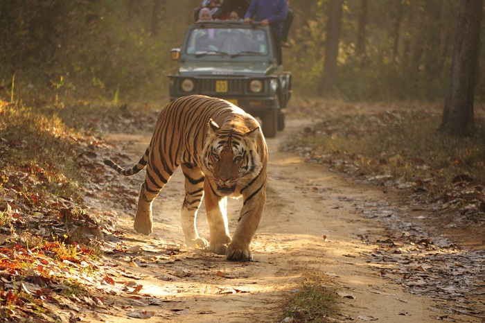 Tourists spot a Royal Bengal Tiger during their jeep safari through the Kanha National Park