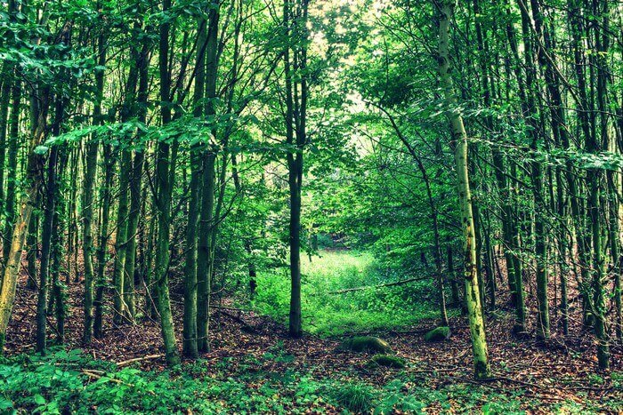 Sanjay Van is one of the most untouched plantations in Delhi
