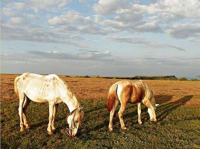 Horses grazing at Table Top which is of the top places to visit in Mahabaleshwar
