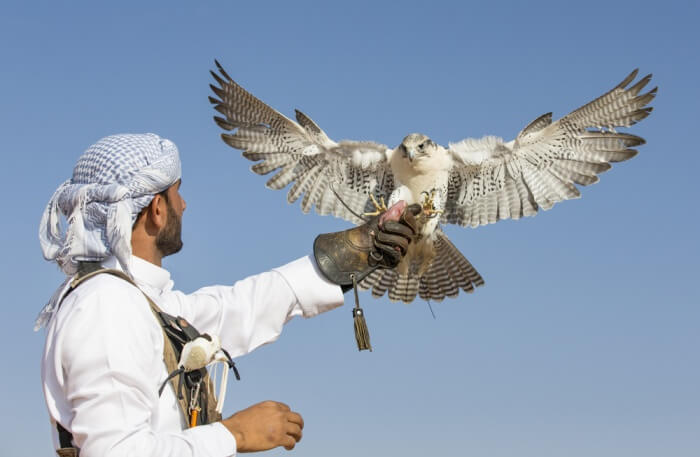 Beautiful Bird