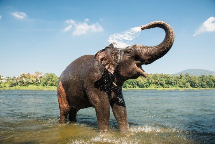 An elephant bathing in the Elephant Lake at Munnar