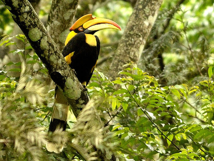 The Great Indian Hornbill at the Indira Gandhi Wildlife Sanctuary and National Park, Anamalai